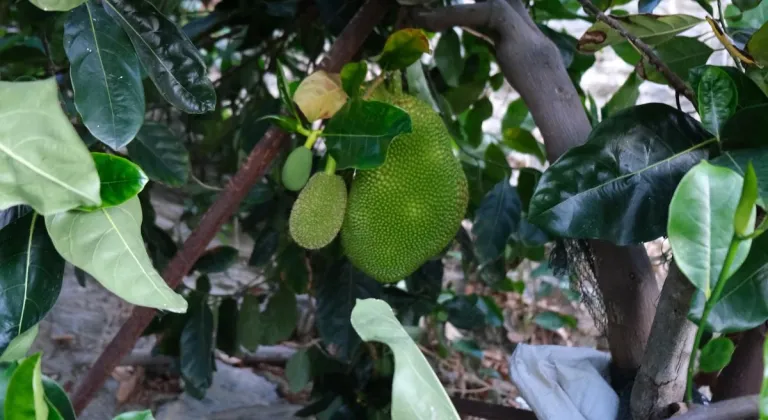 5 yıl önce Vietnam'dan getirttiği jackfruit meyvesini Türkiye'de yetiştirmeyi başardı