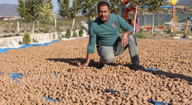 7 yıl önce başlayan çalışmayla Denizli'de hedef ceviz üretiminde zirve