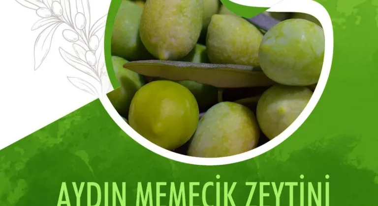 Aydın Memecik zeytini, Avrupa Birliği’nde tescilleniyor 