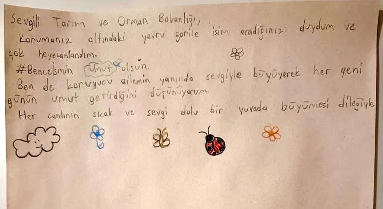 Bakanlık, yavru gorile isim arıyor (2)