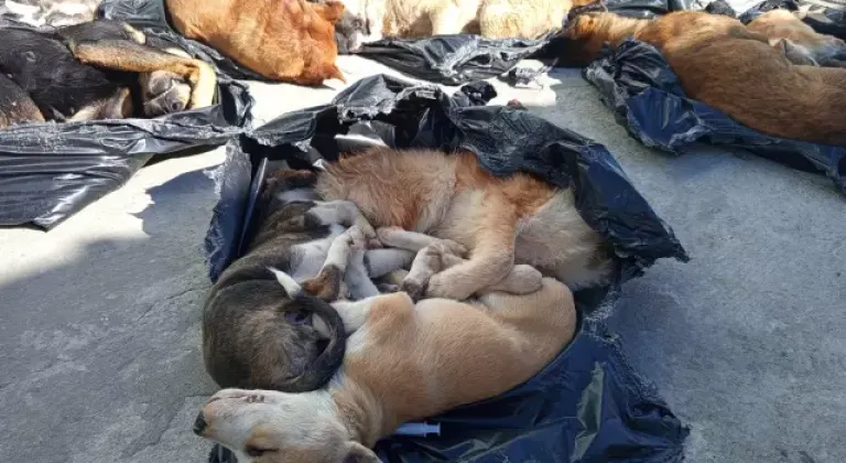 Belediyenin bakım merkezinde hayvan katliamı!