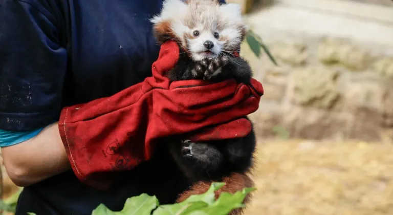 İskoçya’da havai fişek sesinden korkan ‘kırmızı panda’ yavrusu hayatını kaybetti