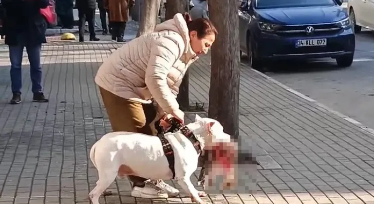 Avcılar'da sokak kedisini öldüren yasaklı ırk köpeğin sahibi yakalandı