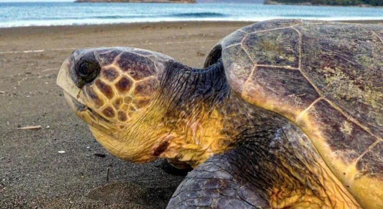 Muğla'da deniz kaplumbağalarını besleyen teknedeki ziyaretçilerin cezası kaptana kesilecek