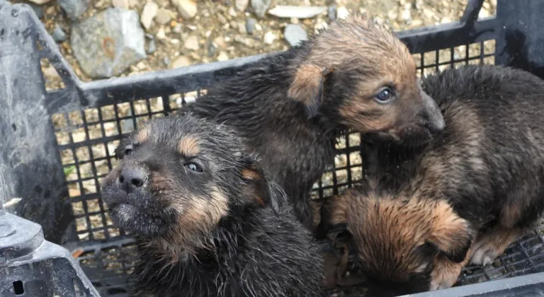 Su tahliye borusuna sıkışan yavru köpekler kurtarıldı