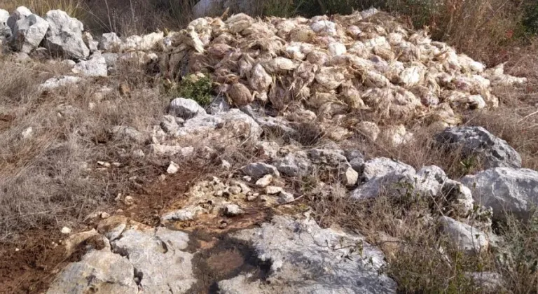 Tarsus'ta boş araziye bırakılmış yüzlerce ölü tavuk bulundu