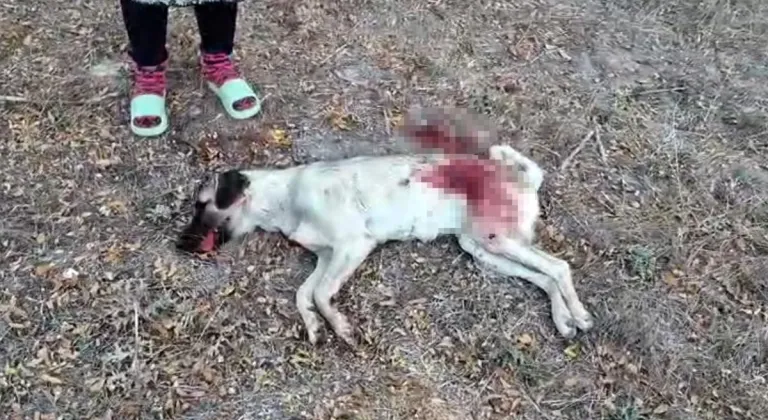 Tüfekle komşusunun beslediği yavru köpeği öldürdü